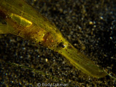 Robust Ghostpipefish Face by Budy Lukman 