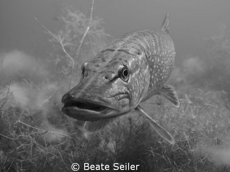 Northern pike , B/W by Beate Seiler 