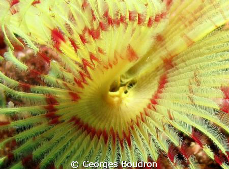 hungry worm by Georges Boudron 