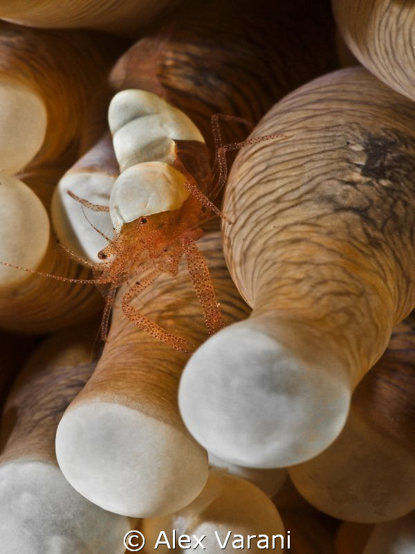 Periclemenes venustus by Alex Varani 