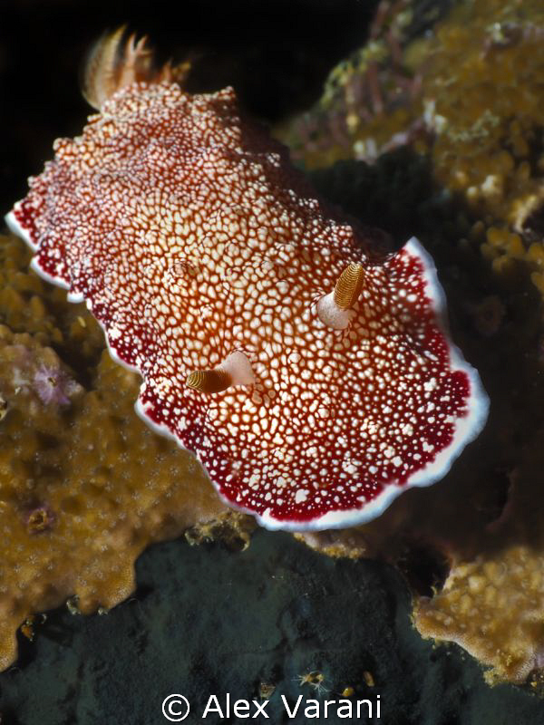 Chromodoris sp. by Alex Varani 