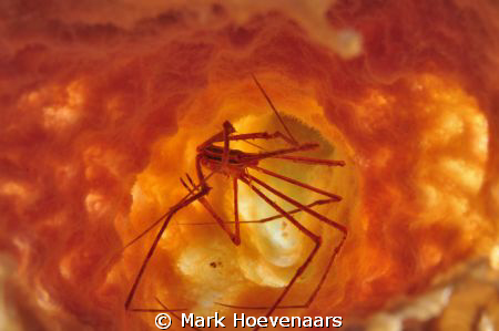 Arrowcrab in a sponge, lit by both strobes positioned on ... by Mark Hoevenaars 