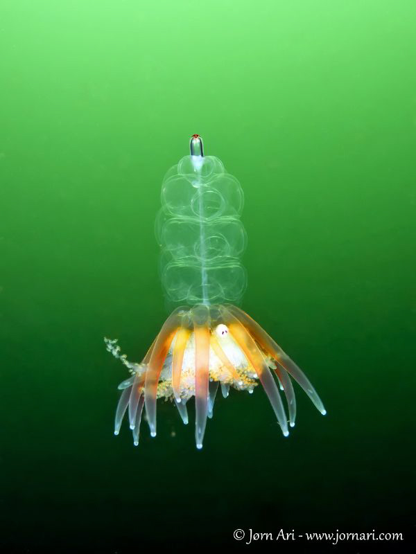 Siphonophore - Physophora hydrostatica by Jorn Ari 