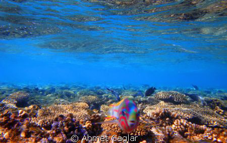 shoal by Ahmet Caglar 