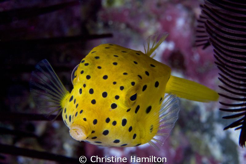 Boxfish by Christine Hamilton 