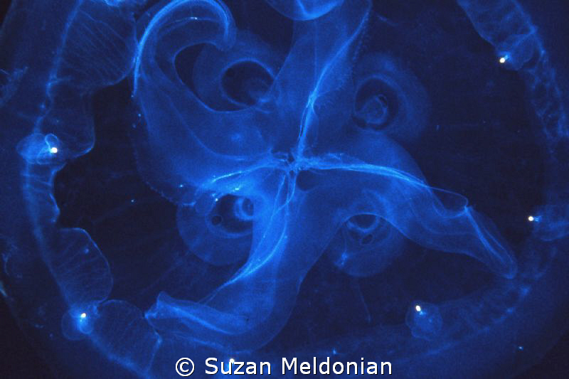 Spaceship landing - Aurelia aurita -Moon Jelly by Suzan Meldonian 