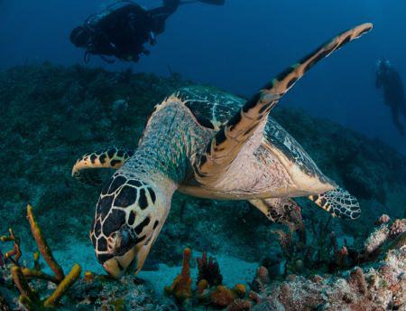 Close up of  Hawskbill Turtle feeding. by Juan Torres 