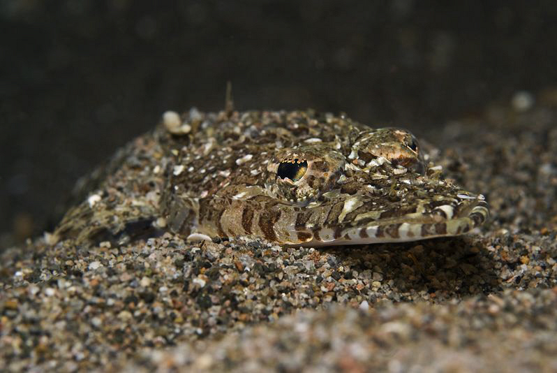 Flathead

Plattkopf

 by Jörg Menge 