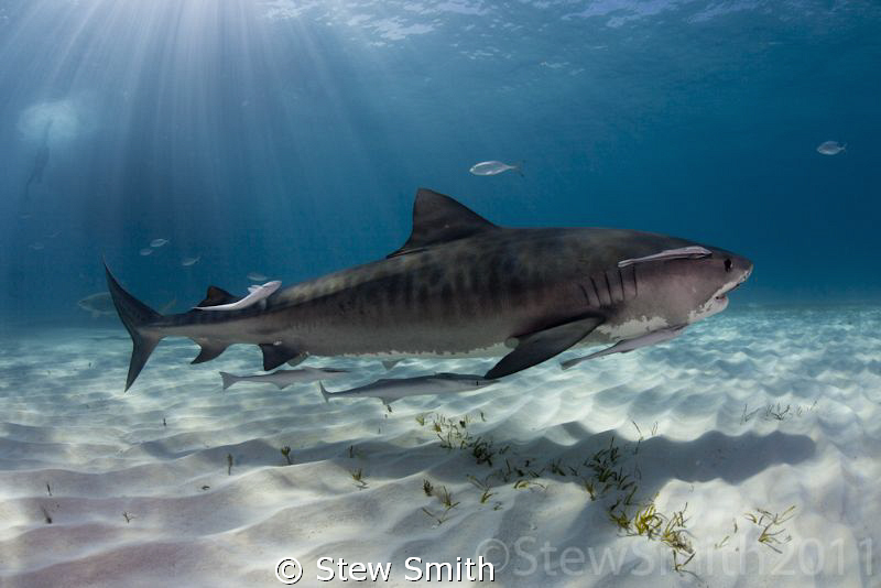 Another Tiger passes by for a photograph by Stew Smith 