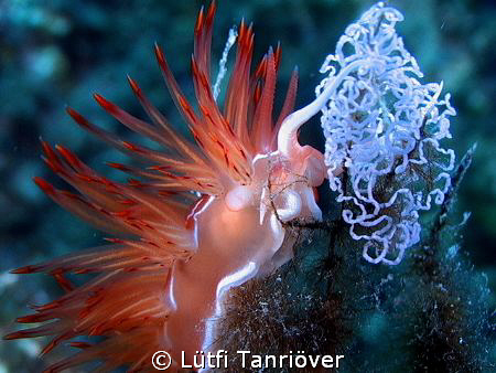 Nudi with eggs.. by Lütfi Tanrıöver 