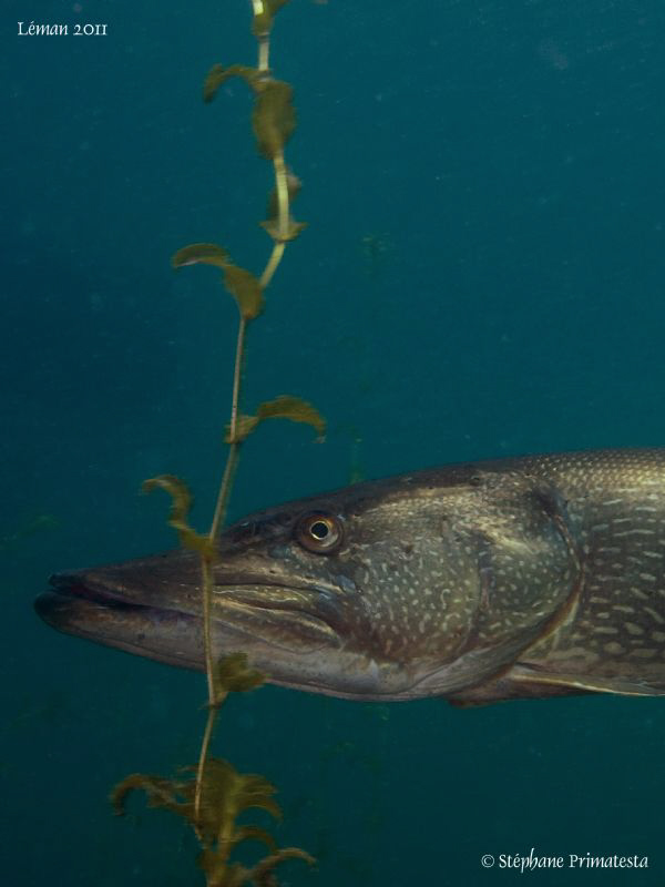 Pike, another one ;-) by Bea & Stef Primatesta 