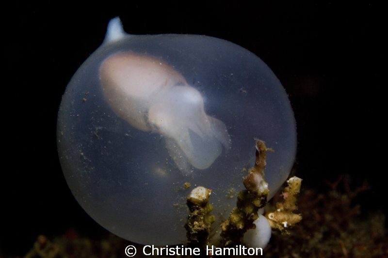 New Life by Christine Hamilton 