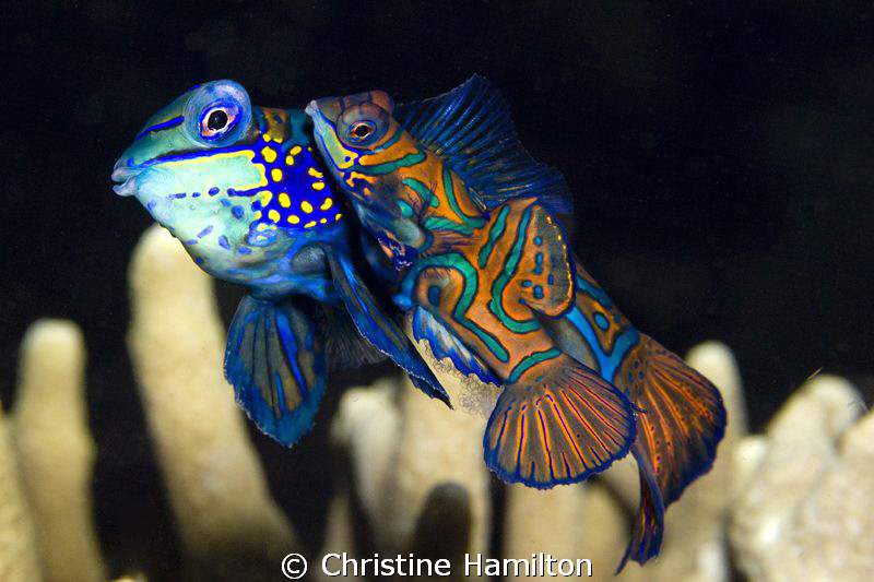 Mandarinfish with 
Eggs by Christine Hamilton 