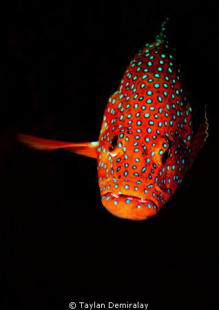Cephalopholis miniata, Coral Grouper by Taylan Demiralay 