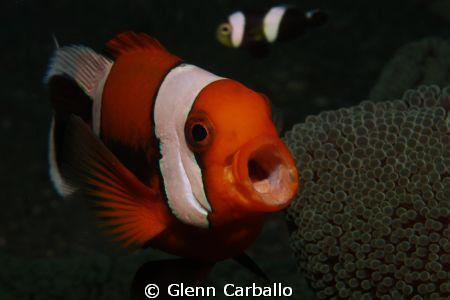 Yawning clownfish by Glenn Carballo 
