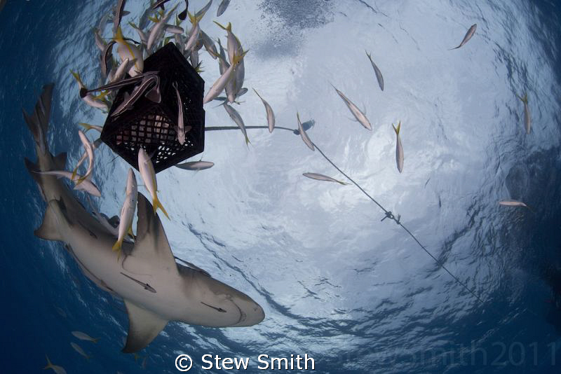 Under the bait as a Lemon comes in to investigate the scent by Stew Smith 