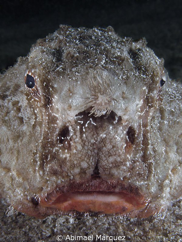 Face to Face, encounter with another Batfish. by Abimael Márquez 