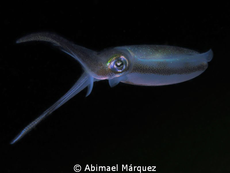 Squid by Abimael Márquez 