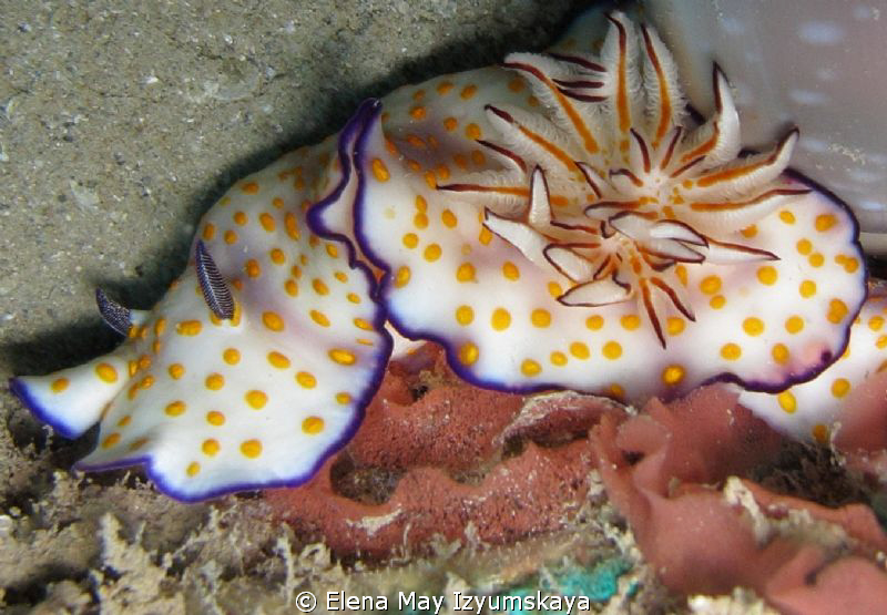 Beautiful risbecia and her eggs on "Balena" Wreck by Elena May Izyumskaya 