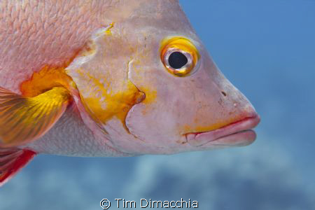 Lips.  Safety stop close up. by Tim Dimacchia 