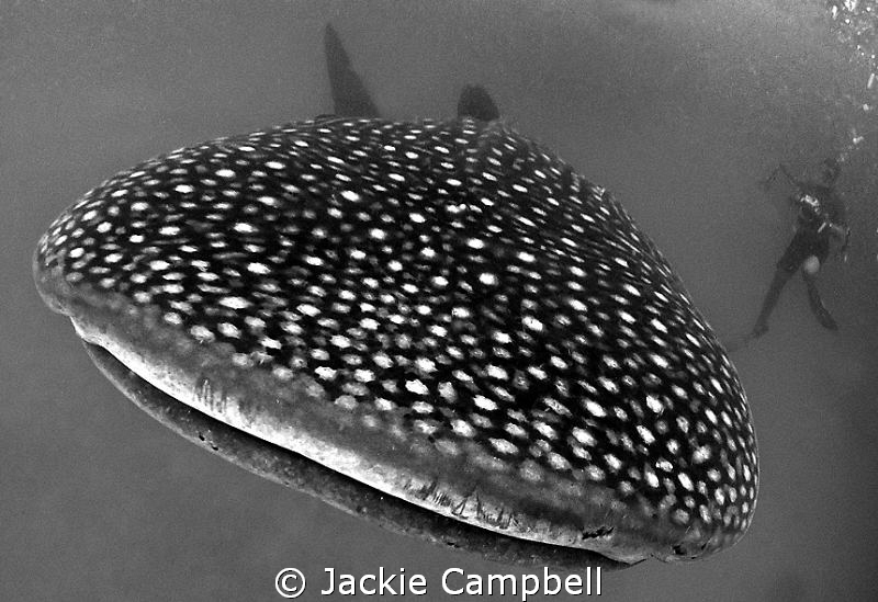 Black and white spots.....
Canon S90 with Inon fisheye l... by Jackie Campbell 