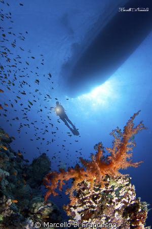 Soft coral in saint jhon reef by Marcello Di Francesco 