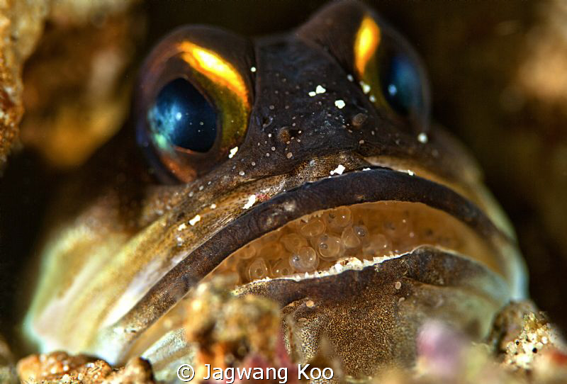 Jaw fish with eggs by Jagwang Koo 