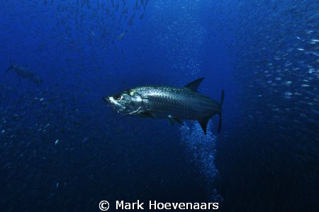 Tarpon hunting bait ball. Nikon D90 in Aquatica housing, ... by Mark Hoevenaars 