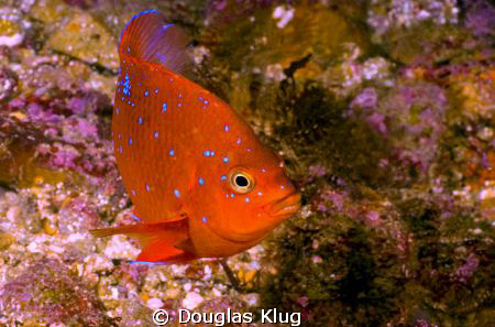 Blue Freckles.  This tiny juvenile garibaldi shows off hi... by Douglas Klug 