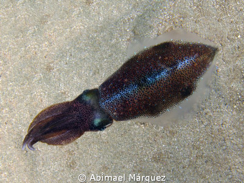 Squid, from another point of view. by Abimael Márquez 