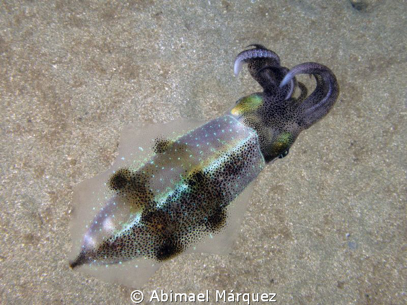 Squid 2, from another point of view. by Abimael Márquez 