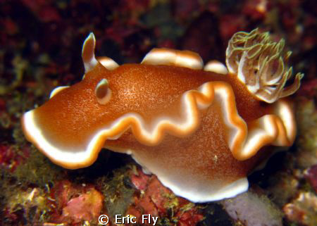 Glossodoris rufomarginata by Eric Fly 