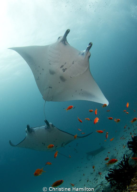 Majestic Mantas by Christine Hamilton 