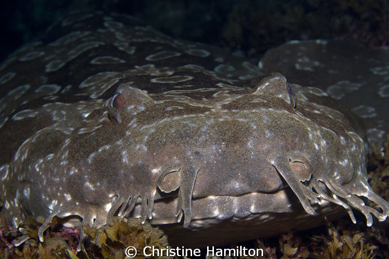 Wobbegong Watching by Christine Hamilton 
