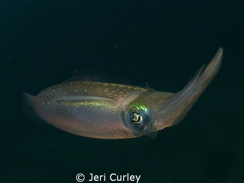 About 5-6 squid hung out under Blue Heron Bridge while I ... by Jeri Curley 