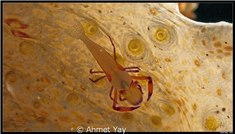 Partner shrimp by Ahmet Yay 