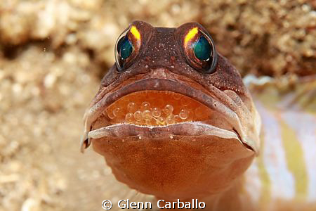 jaw fish with egg by Glenn Carballo 