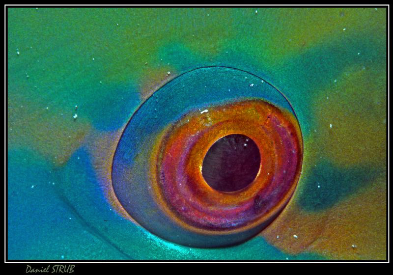Eye 2 eye :-D by Daniel Strub 