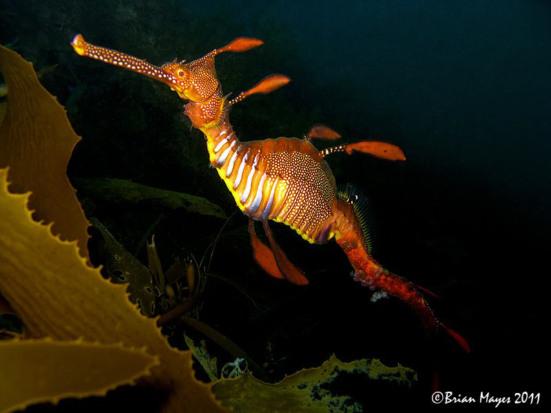 Weedy Dragon at the Rock, Bicheno, Waubs Bay, Tasmania by Brian Mayes 