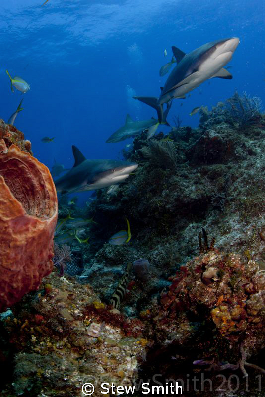 Caribbean Reef Sharks patrolling the reef at Scott A Wall... by Stew Smith 