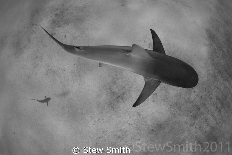 Sometimes you can get away with shooting downwards. by Stew Smith 