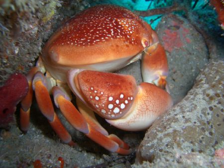 Coral Crab, West Palm Beach, Florida by Mark Hoevenaars 