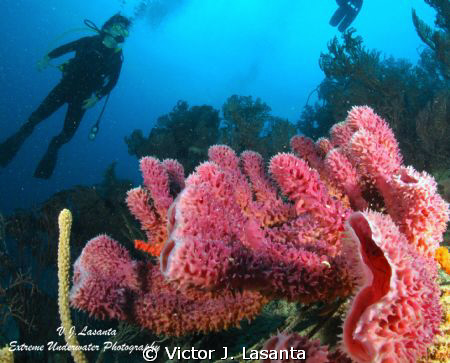 Diver & Branching Vase Sponge at Pata de Palo Dive site i... by Victor J. Lasanta 