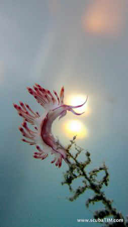 Sunset behind the Nudi

Shot on compact camera with no ... by Tim Ho 