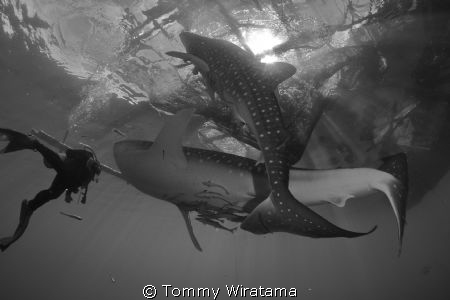 diving with 2 Whale Sharks by Tommy Wiratama 