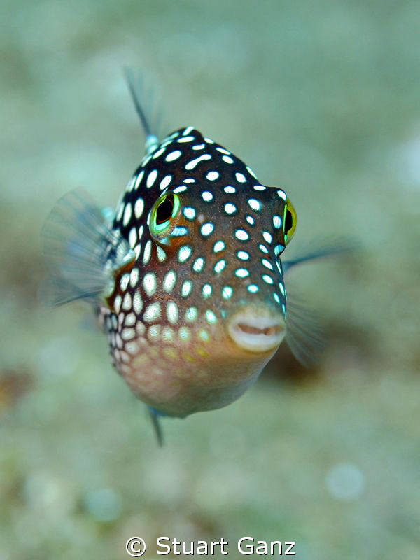 Hawaiian Whitespotted Toby by Stuart Ganz 