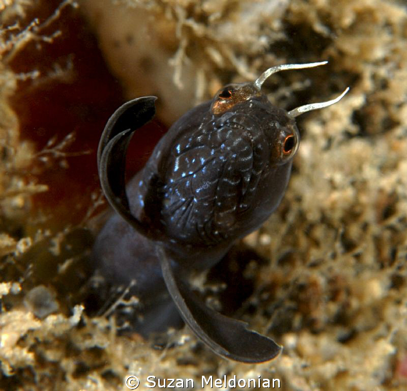 Hi there! by Suzan Meldonian 