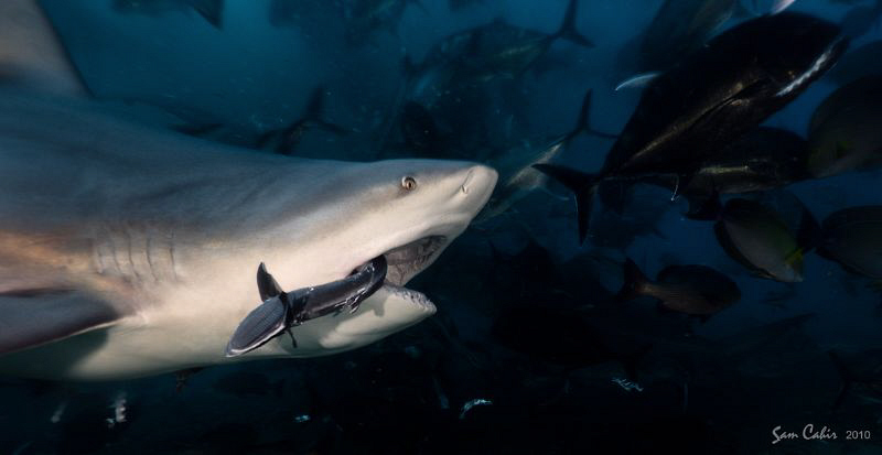'Tough Life'.  Life as a remora in Fiji can be pretty tou... by Sam Cahir 