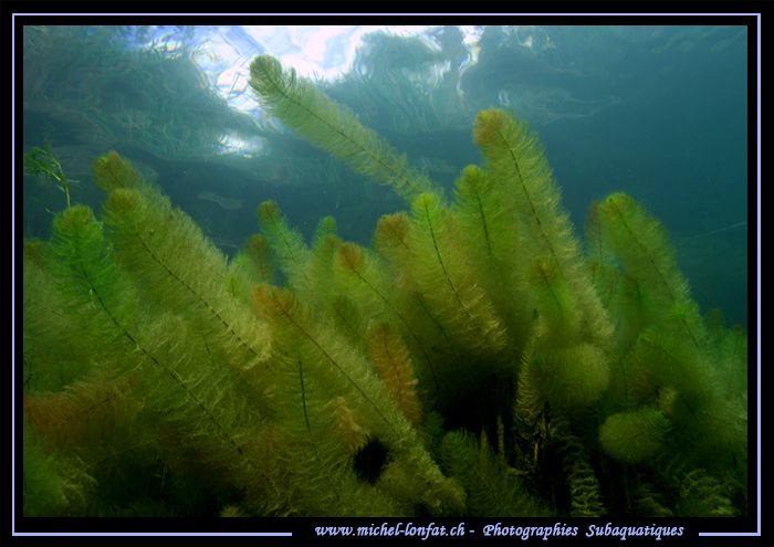 Freshwater Atmosphere... :O)... by Michel Lonfat 