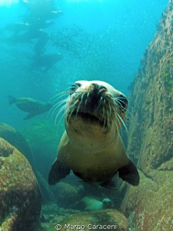sea ​​lion portrait (no flash) by Marco Caraceni 